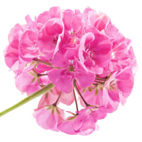 Rosen Geranien Öl ätherisch Rose Geranium Oil Pelargonium graveolens v