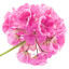 Rosen Geranien Öl ätherisch Rose Geranium Oil Pelargonium graveolens v