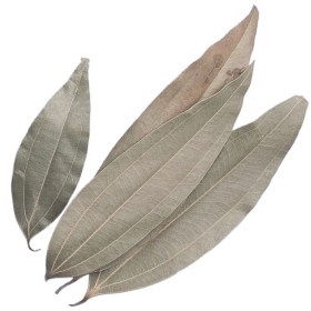 Tamala ätherisches Öl (Indisches Bay Leaf Öl) Tejpatta Oil Cinnamomum