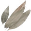 Tamala ätherisches Öl (Indisches Bay Leaf Öl) Tejpatta Oil Cinnamomum