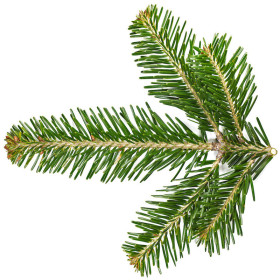Tannennadelöl Weißtanne Abies Alba Edeltanne naturreines Öl