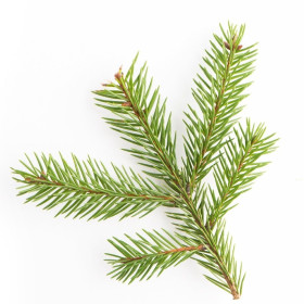 Fichtennadelöl abies sibirica  naturreines Öl