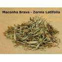 Macohna Brava (Zornia latolia)