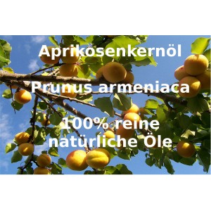 Aprikosenkernöl raffiniert Prunus armeniaca "Mäc Spice"