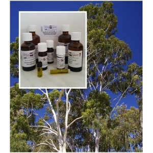 Zironeneukalyptusöl Eucalyptus Citriodora 100% ätherische Öle "Mäc Spice"