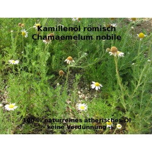 Kamillenöl römische Kamille Chamaemelum nobile naturreines ätherisches Öl 