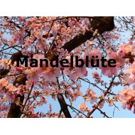 Mandelblüte Parfumöl