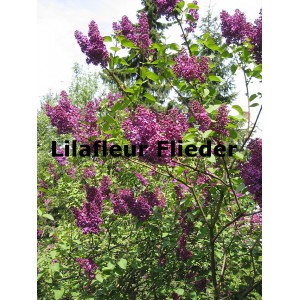 Flieder Lilafleur