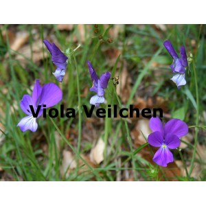 Veilchen Viola