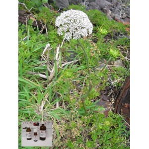 Carotinöl Basis Sonnenblumenöl 100% reine Öle von "Mäc Spice" 