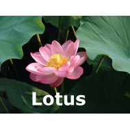 Lotus Parfumöl Duftöl