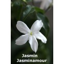 Jasmin Jasminamour