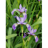 Iris Parfumöl