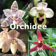Orchidee Parfumöl