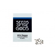 Wild dagga (Leonotis leonurus) Samen 10 Samen in Packung