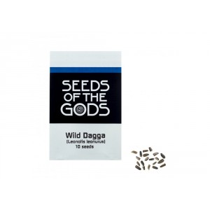 Wild dagga (Leonotis leonurus) Samen 10 Samen in Packung