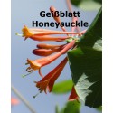 Geißblatt Honeysuckle