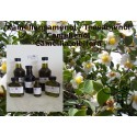 Kamelienöl Teesamensamenöl Camellia oleifera  Hautpflege! Mäc Spice