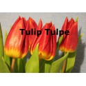 Tulpe Tulip