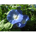 Morning Glory "Blue Star" (Ipomoea tricolor) Trichterwinde 10 GrammSamen