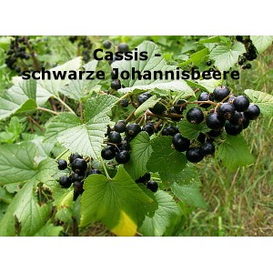 Cassis - schwarze Johannisbeere