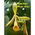 Moschus Musc Dry