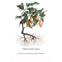 Iboga  Tabernanthe Iboga